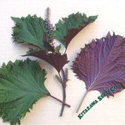 shiso-herb-seeds-perilla-hojiso