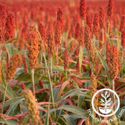 sorghum-seeds-rox-orange-syrup-cane