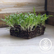 spinach-winter-giant-microgreens-seeds