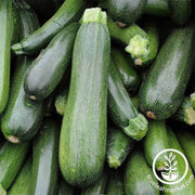 squash-summer-zucchini-spineless-beauty-hybrid-treated-seeds