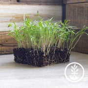 Fennel Sweet Microgreens