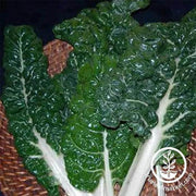 swiss-chard-fordhook-giant-seeds