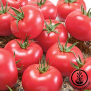 tomato-seeds-clear-pink
