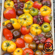 tomato-seeds-heirloom-rainbow-blend