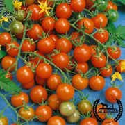 tomato-seeds-sweetie-organic