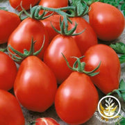 tomato-seeds-viva-salsa-f1