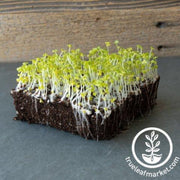 turnip-seeds-namenia-microgreens-seeds