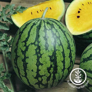 watermelon-baby-doll-yellow-hybrid-seeds