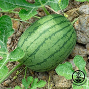 watermelon-seeds-garrisonian
