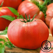 Tomato Seeds - Early Red Chief