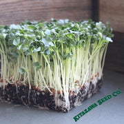 Radish Seeds - Microgreen - Daikon Minowase (Organic)