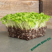Mustard - Spinach (Komatsuna) - Microgreens Seeds