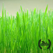 Hard Red Spring Wheat - Organic - Cover Crop Seeds
