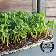 Bean Seeds - Fava (Organic) - Microgreens Seeds