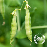 Yellow Pea - Organic - Cover Crop Seeds