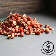 Adzuki Bean - Organic - Sprouting Seeds