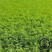 Organic Alfalfa Cover Crop Seeds