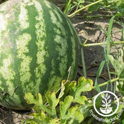AU Producer Watermelon Seeds