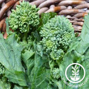 Spring Raab Rapini Broccoli Vegetable Seeds