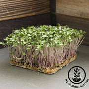 Brussels Sprouts - Long Island Improved - Microgreens Seeds