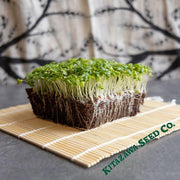 Chinese Cabbage Seeds - Vitaminna - Microgreens Seeds