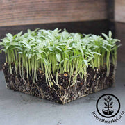 Cilantro Seeds - Slow Bolt (Organic) - Microgreens Seeds