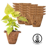 Coco Fiber Plant Pots - Square 4 Inch 12 Pack