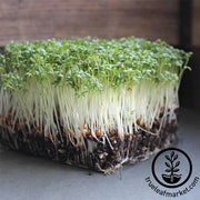 Cress - Curled - Microgreens Seeds