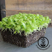 Chrysanthemum - Broad Leaf, Edible - Microgreens Seeds