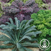 Kale Seeds - Garden Blend