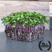 Kohlrabi Seeds - Purple Vienna (Organic) - Microgreens Seeds