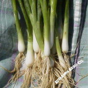 Onion Seeds - Bunching - Heshiko Overstock Banner