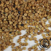 Orach Garden Planting Seed NON GMO