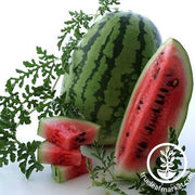 Watermelon Seeds - Icebox - Bush Jubilee