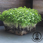 Parsley - Dark Green Italian Flat-leaf - Microgreens Seeds