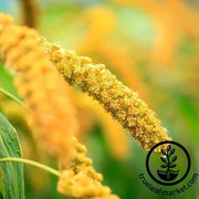 Hybrid Pearl Millet Seeds - Non-GMO