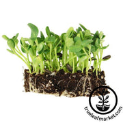 Sunflower - Black Oil - Large Seeded (Organic) - Microgreens Seeds