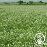 arivka speckled pea cover crop