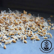 Triticale (Organic) - Sprouting Seeds