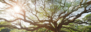 sun shining through a tree canopy