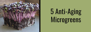 5 Anti-aging microgreens