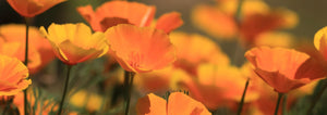 california poppy