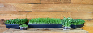 pea microgreens and wheatgrass