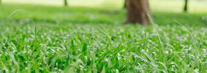 green grass lawn with tree in background