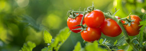 cherry tomatoes on the vine