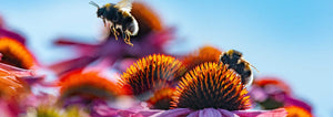 echinacea and bees