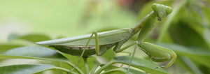 Praying mantis