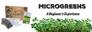 Microgreens A Beginner's Experience with green microgreens