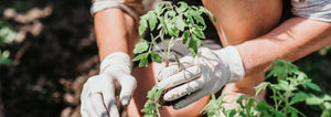 hands transplanting tomatoes