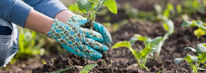 gloved hands transplanting vegetables